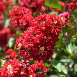 Colorama™ Scarlet Crape Myrtle Tree | Lagerstroemia x 'JM1' PPAF