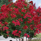 Colorama™ Scarlet Crape Myrtle Tree | Lagerstroemia x 'JM1' PPAF