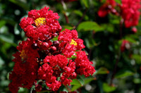 Colorama™ Scarlet Crape Myrtle Tree | Lagerstroemia x 'JM1' PPAF