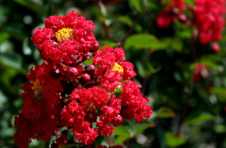 Colorama™ Scarlet Crape Myrtle Tree | Lagerstroemia x 'JM1' PPAF