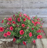 Supertunia Mini Vista® Scarlet Petunia