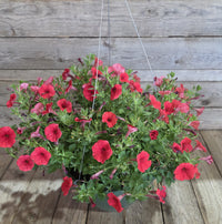 Supertunia Mini Vista® Scarlet Petunia