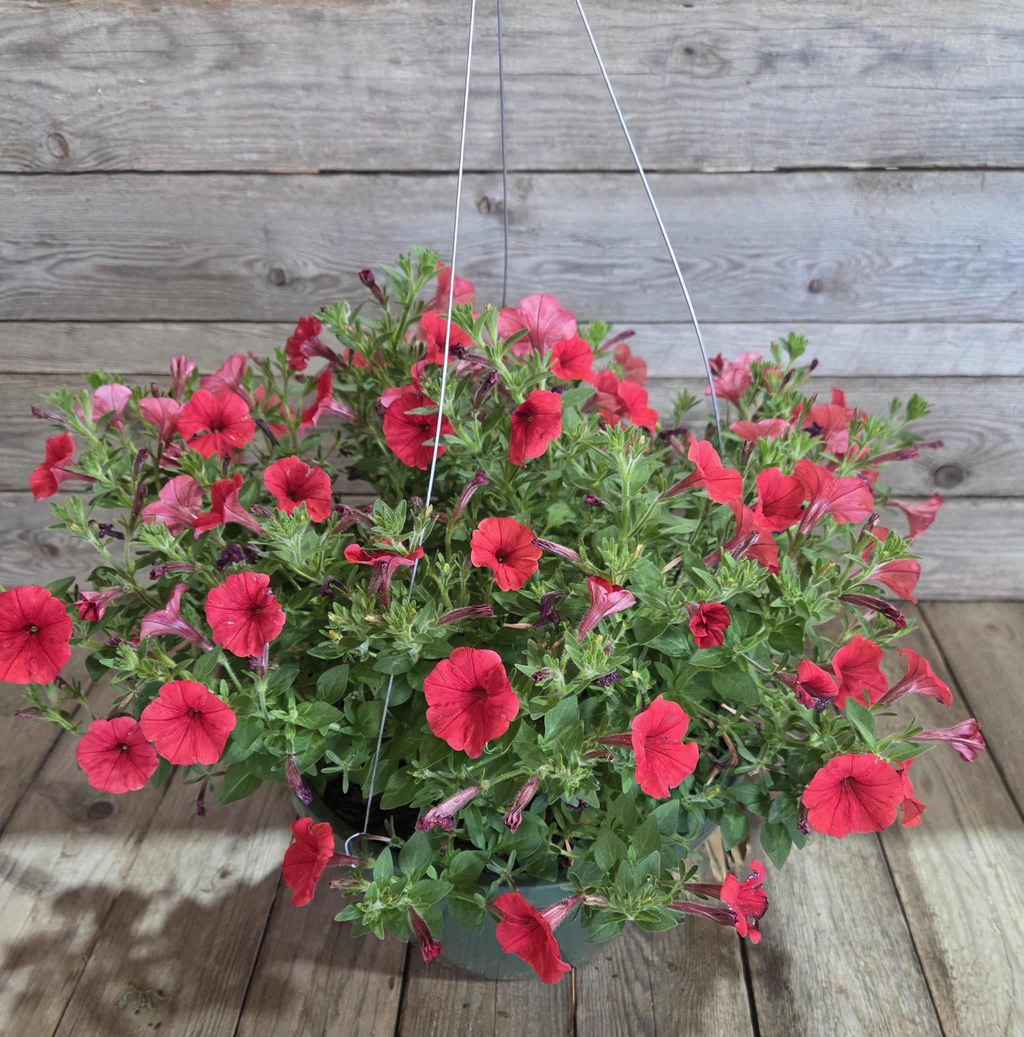 Supertunia Mini Vista® Scarlet Petunia