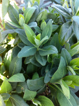 Scentsation Honeysuckle | Lonicera periclymenum 'Scentsation'