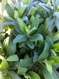 Scentsation Honeysuckle | Lonicera periclymenum 'Scentsation'