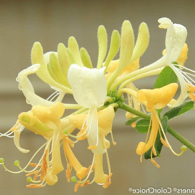Scentsation Honeysuckle | Lonicera periclymenum 'Scentsation'