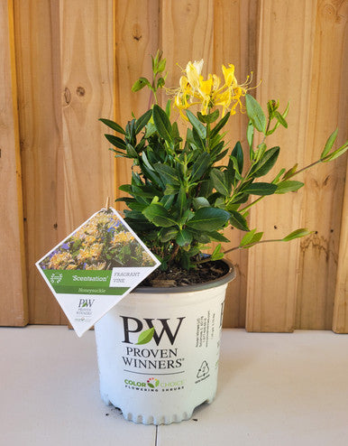Scentsation Honeysuckle Vine - Fragrant, Non-Invasive Climbing Plant