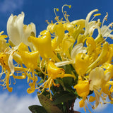 Scentsation Honeysuckle | Lonicera periclymenum 'Scentsation'