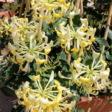 Scentsation Honeysuckle | Lonicera periclymenum 'Scentsation'