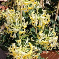 Scentsation Honeysuckle | Lonicera periclymenum 'Scentsation'