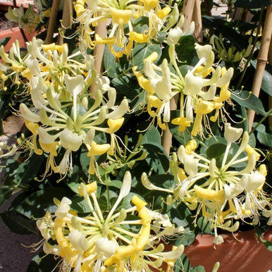 Scentsation Honeysuckle | Lonicera periclymenum 'Scentsation'