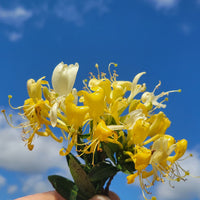 Scentsation Honeysuckle | Lonicera periclymenum 'Scentsation'