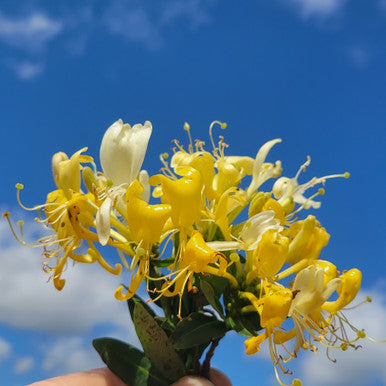 Scentsation Honeysuckle | Lonicera periclymenum 'Scentsation'