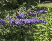 Buzz™ Sky Blue Butterfly Bush | Buddleia davidii 'Tobud0615' PP#23,461