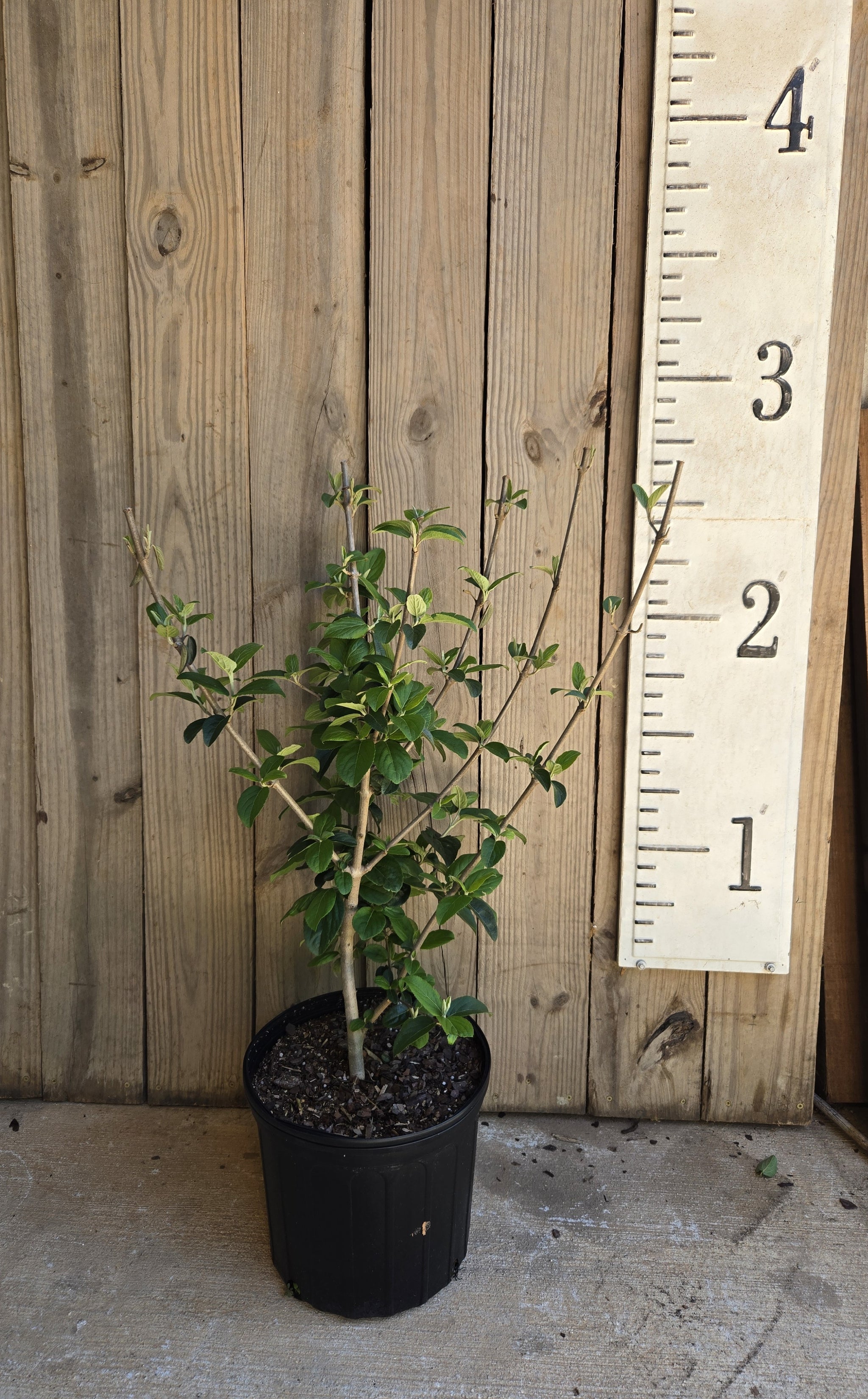 Chinese Snowball Viburnum Bush |Viburnum macrocephalum 'Sterile'