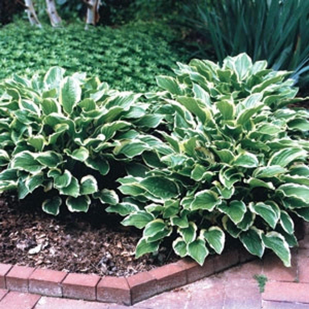 Hosta ‘So Sweet’ | Plantain Lily