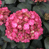 Soul Mate™ Reblooming Hydrangea | Hydrangea macrophylla 'Hokomasoma' USPPAF, CPBRAF