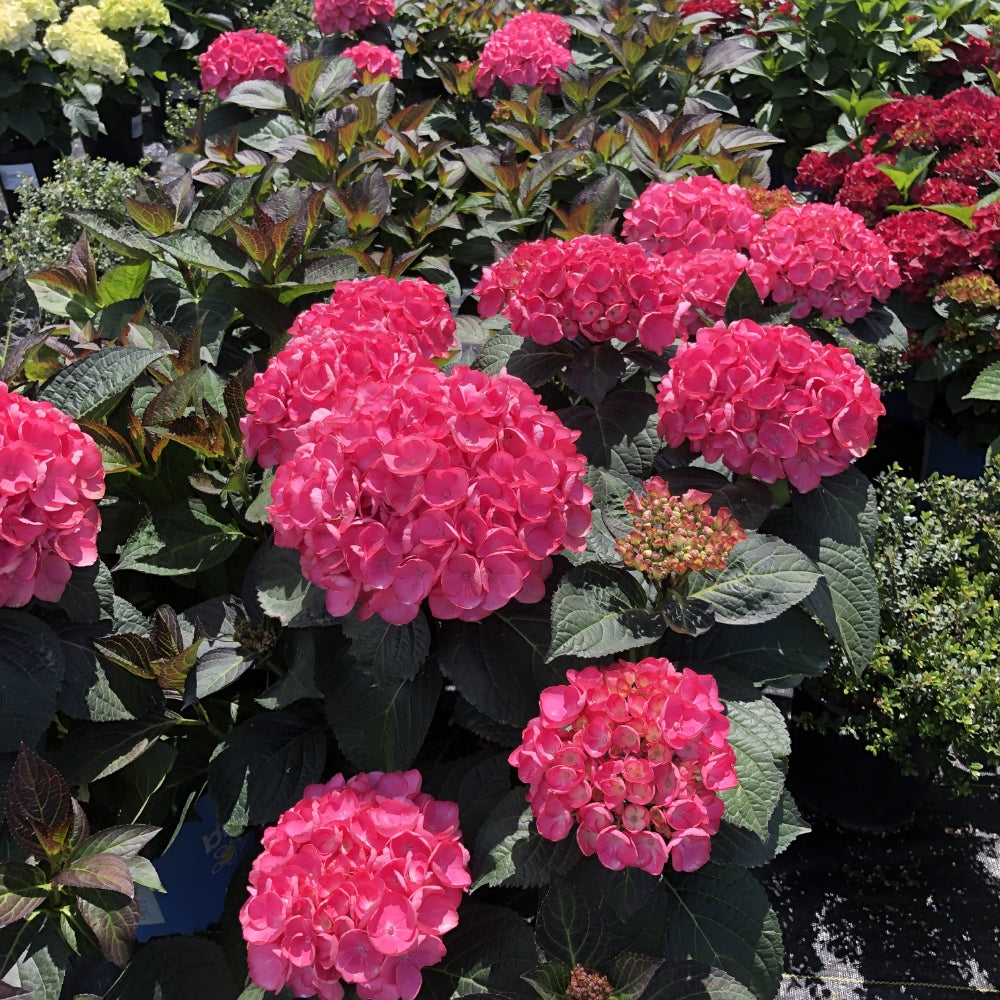 Soul Mate™ Reblooming Hydrangea | Hydrangea macrophylla 'Hokomasoma' USPPAF, CPBRAF