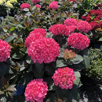 Soul Mate™ Reblooming Hydrangea | Hydrangea macrophylla 'Hokomasoma' USPPAF, CPBRAF