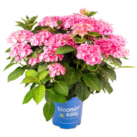 Soul Mate™ Reblooming Hydrangea | Hydrangea macrophylla 'Hokomasoma' USPPAF, CPBRAF