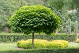 Northern Catalpa - Catalpa speciosa Warder ex Engelm | Premium 3 Gallon