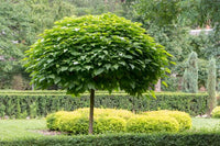 Northern Catalpa - Catalpa speciosa Warder ex Engelm | Premium 3 Gallon