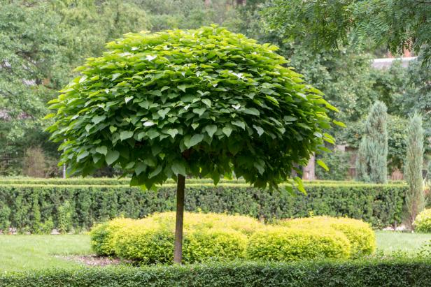 Northern Catalpa - Catalpa speciosa Warder ex Engelm | Premium 3 Gallon