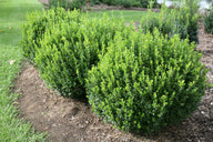 Sprinter Boxwood