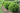 Sprinter Boxwood
