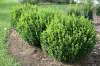 Sprinter Boxwood