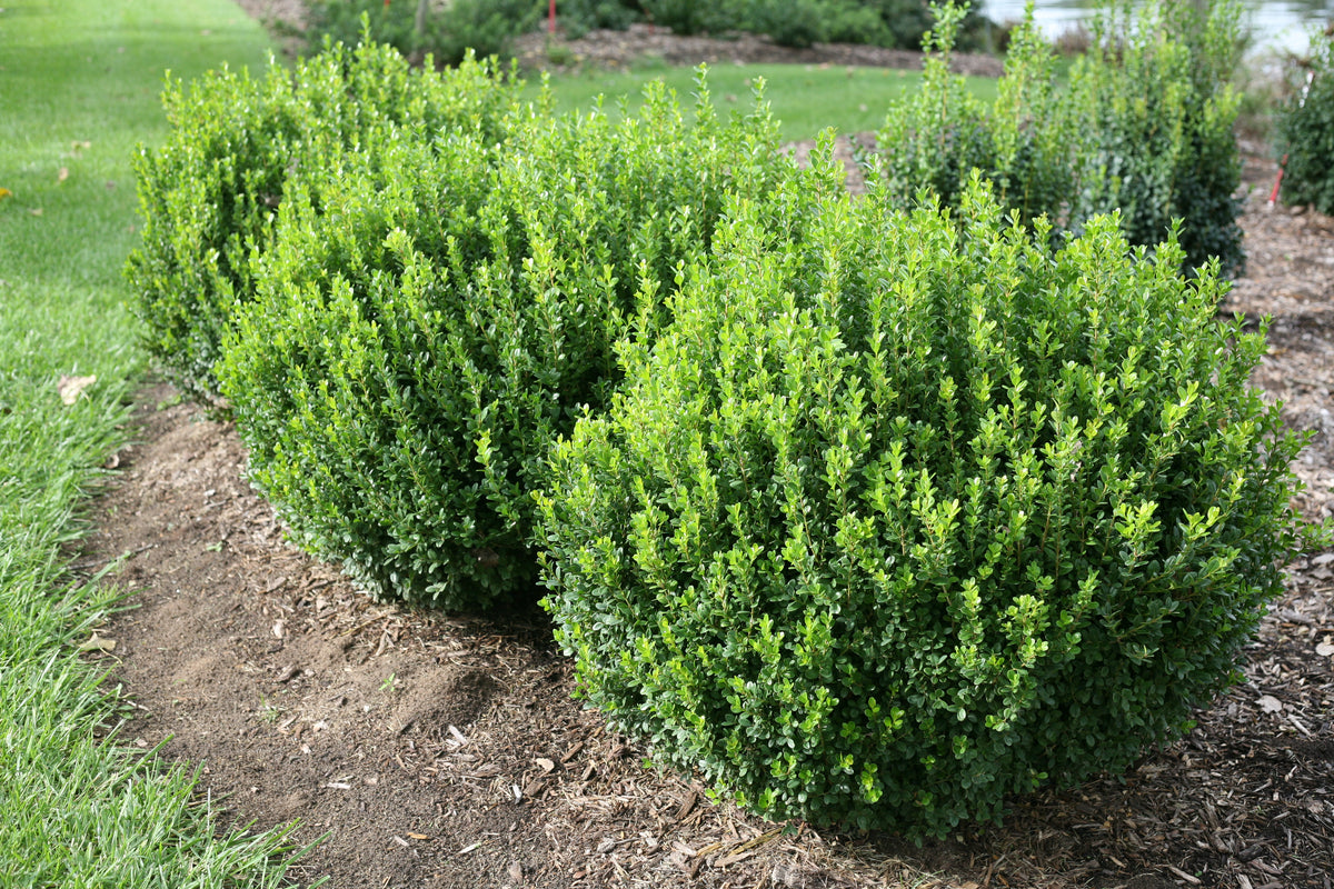 Sprinter Boxwood