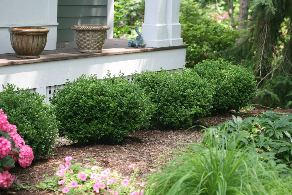 Sprinter Boxwood