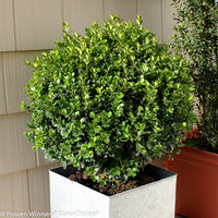 Sprinter Boxwood
