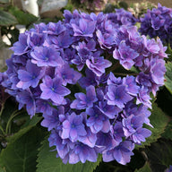Starfield™ Reblooming Hydrangea | Hydrangea macrophylla 'Hortmafarfa' USPP32164, CPBRAF - Plant Factory Direct - Blooming Plants