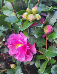 Stephanie Golden Camellia | Camellia sasanqua ‘Stephanie Golden’