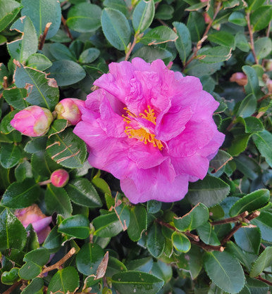Stephanie Golden Camellia | Camellia sasanqua 'Stephanie Golden