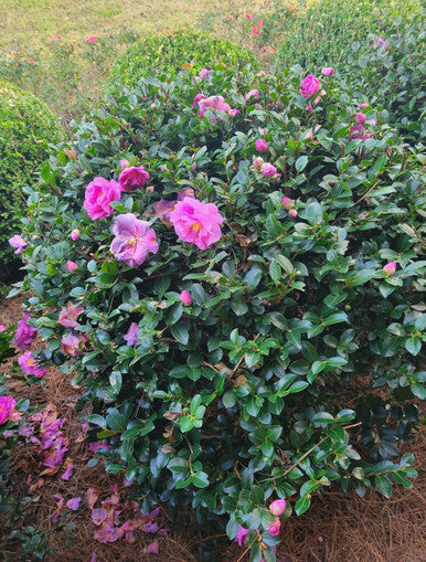 Stephanie Golden Camellia | Camellia sasanqua 'Stephanie Golden