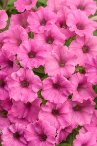 Supertunia Mini Vista® Hot Pink