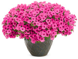 Supertunia Mini Vista® Hot Pink