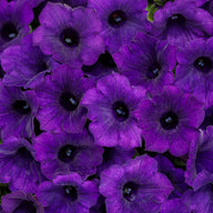 Supertunia Mini Vista® Ultramarine Royal Velvet Petunia