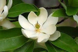 'Jim Wilson' Moonglow® Sweet Bay Magnolia