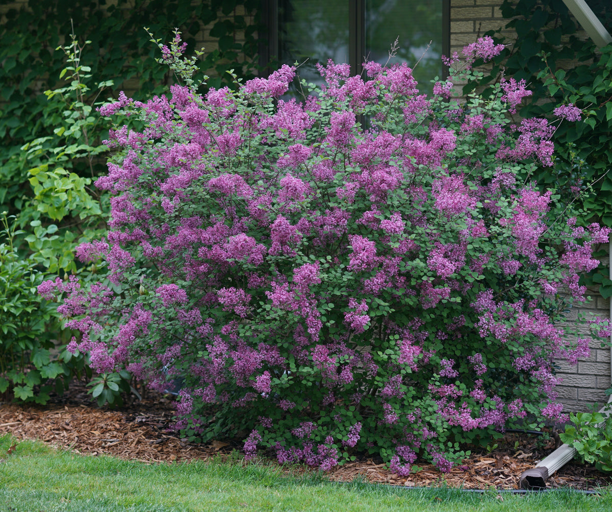 Bloomerang® Dark Purple Syringa