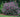 Bloomerang® Dark Purple Syringa
