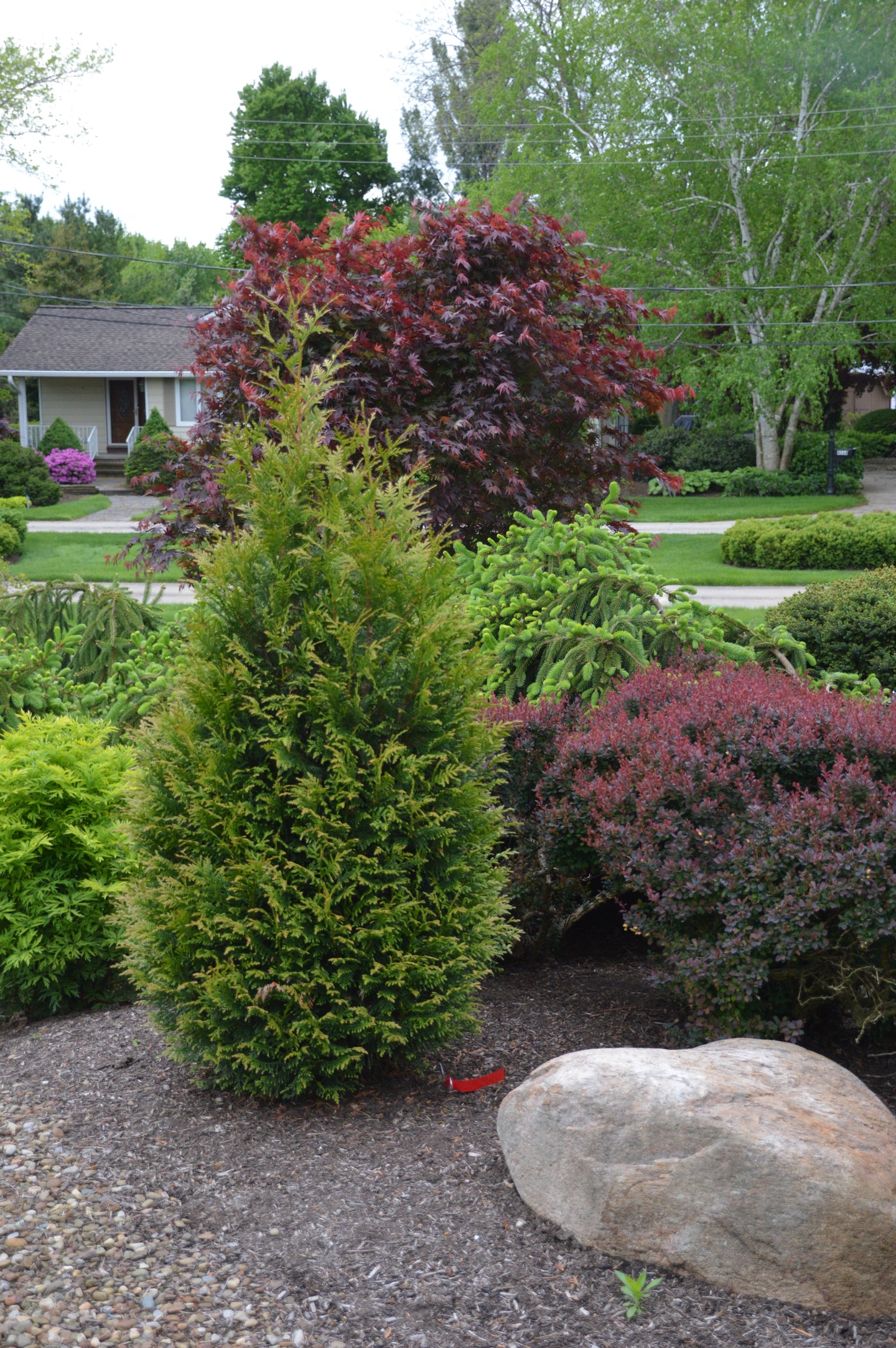Thuja standishii x plicata 'Junior Giant' PP31297