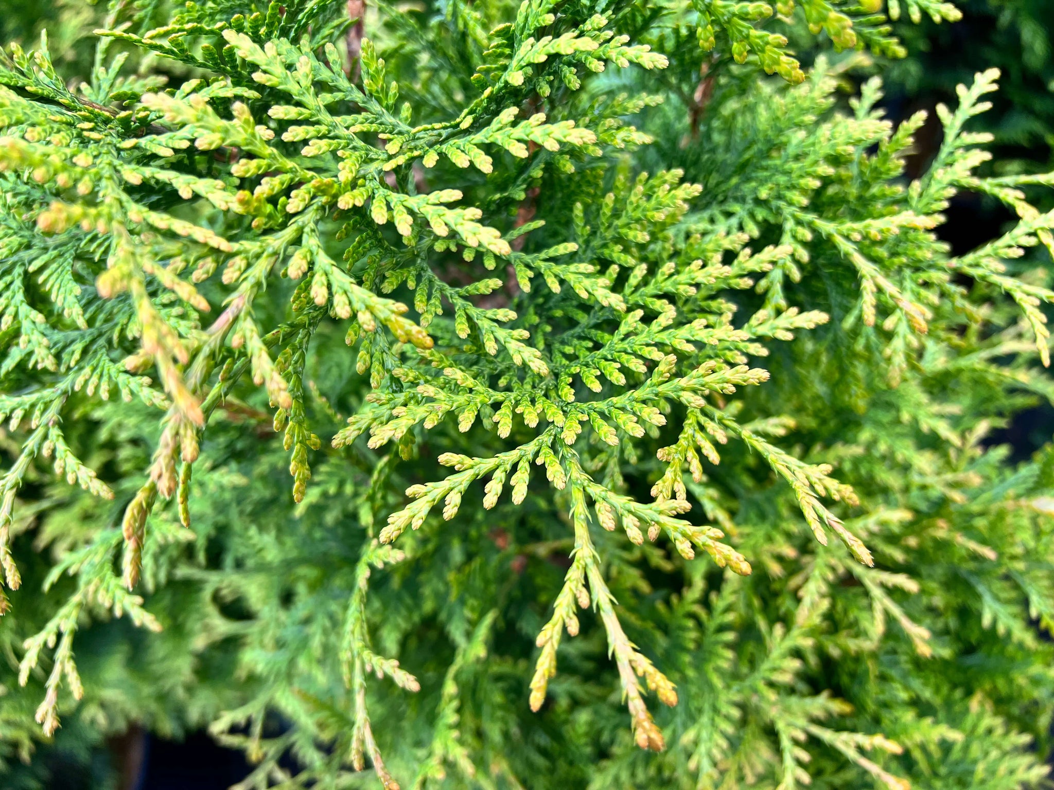 Thuja standishii x plicata 'Junior Giant' PP31297