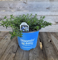 Tidepool™ 'Sky Blue' Lithodora - Premium Quart - Free Shipping