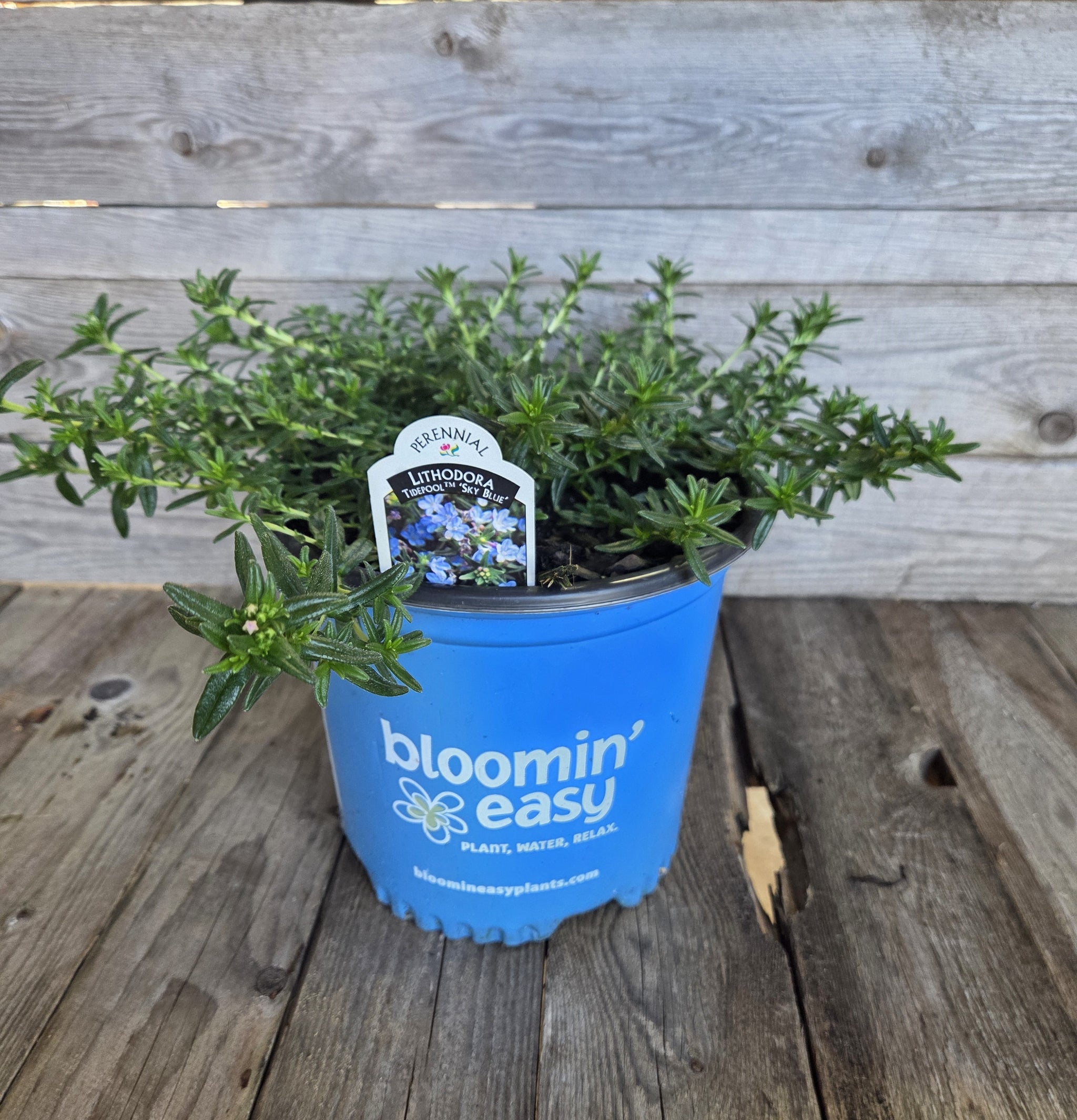 Tidepool™ 'Sky Blue' Lithodora - Premium Quart - Free Shipping