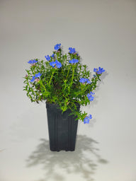 Tidepool™ 'Sky Blue' Lithodora diffusa