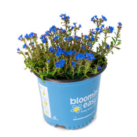 Tidepool™ 'Sky Blue' Lithodora diffusa