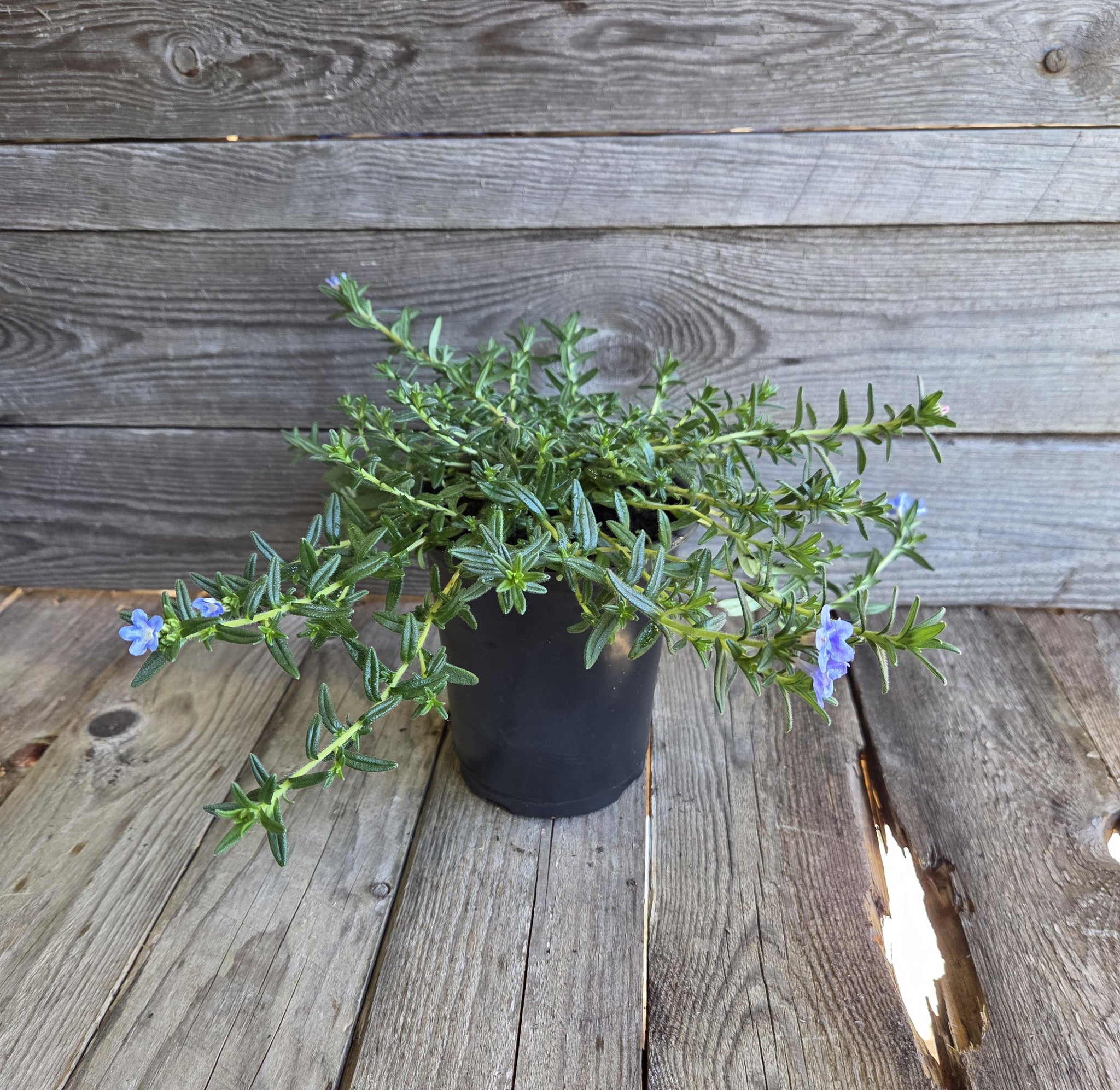 Tidepool™ 'Sky Blue' Lithodora - Premium Quart - Free Shipping